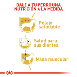 BHN POODLE ADULT - NUTRICION A LA MEDIDA.png